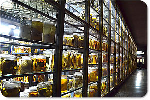 Sammlungsobjekte im Naturkundemuseum Berlin